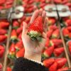 80490583-0b4f-4d4d-9f66-16470d6fddf9 Box Regalo Fragole 1kg