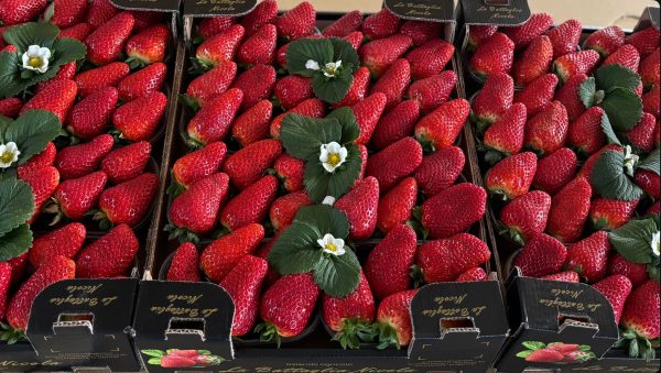 Screenshot Box Regalo Fragole 1kg