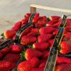 PHOTO-2026-02-20-11-19-55 Box Regalo Fragole 5kg