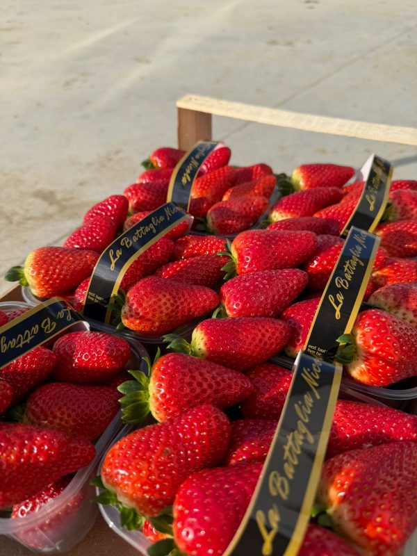PHOTO-2026-02-20-11-19-55 Box Regalo Fragole 5kg